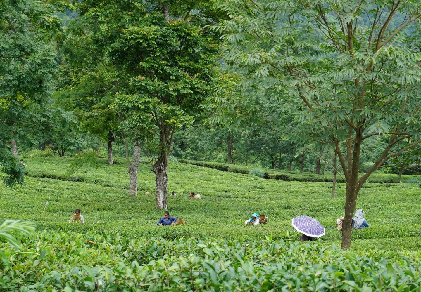 Glorious green tea fields in Darjeeling, India. There's a scattering of trees, but mostly green tea bushes. There are a few people picking tea in the background, wearing traditional hats.