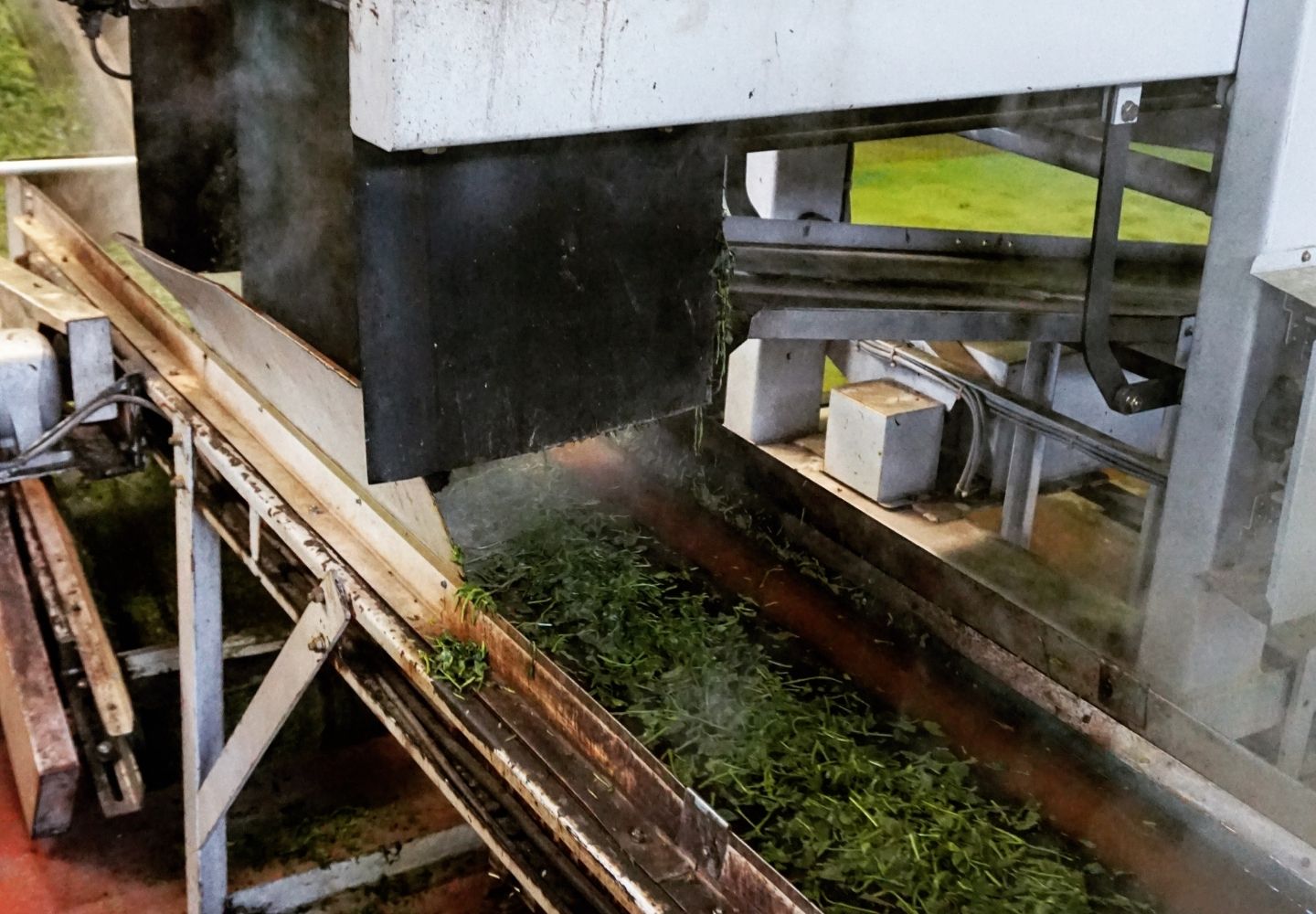 A photo showing a belt covered in freshly steamed tea leaves in Japan.