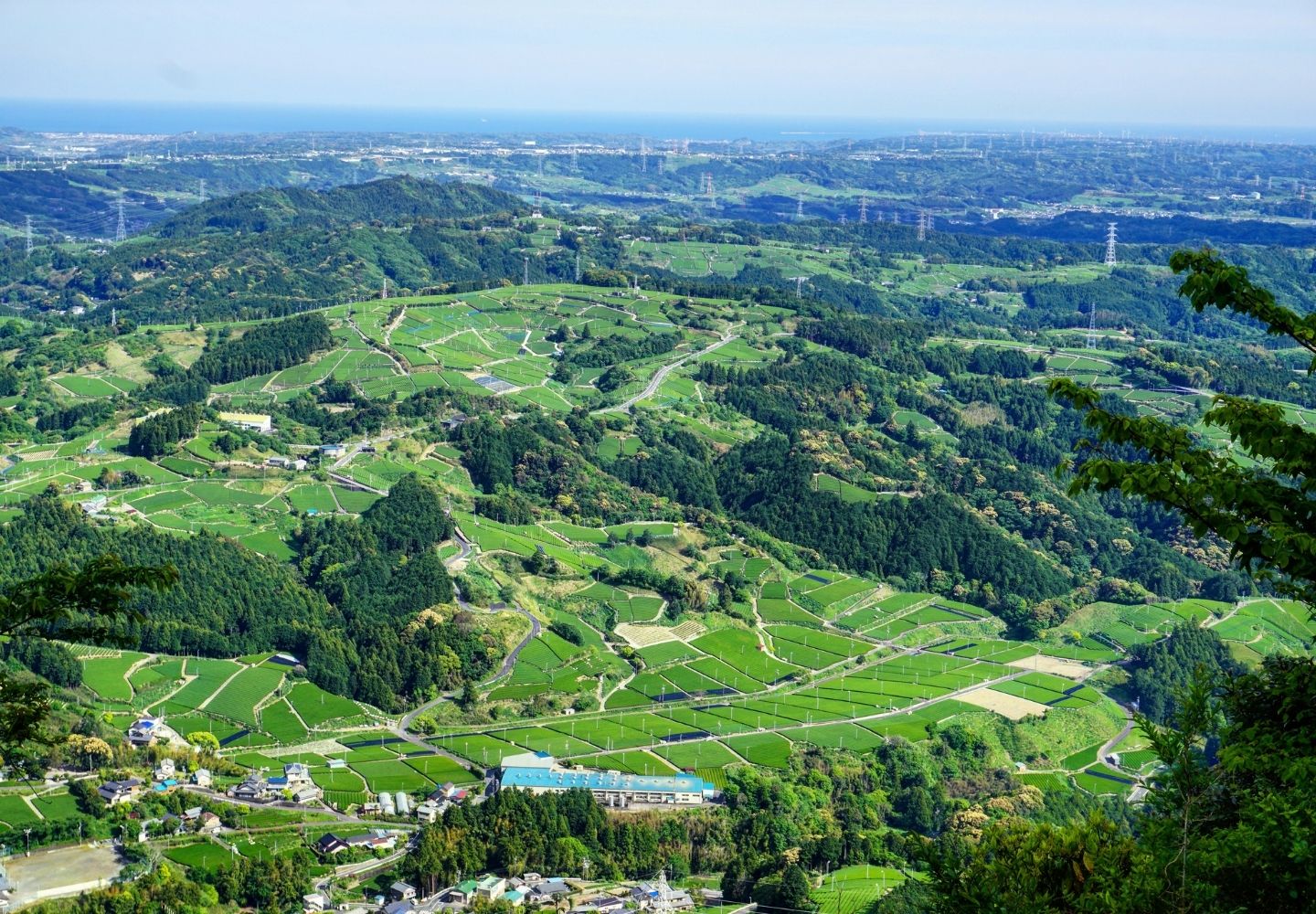 A photo looking down at the tea fields of Shizuoka in Japan. This is the region in which our GABA Sencha green tea is grown.