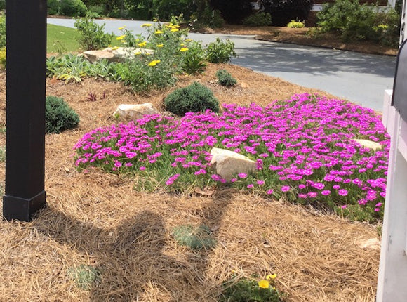 Ice Plant Purple Delosperma Cooperi Full Bloom Nursery