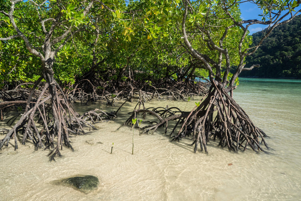 Mangroves