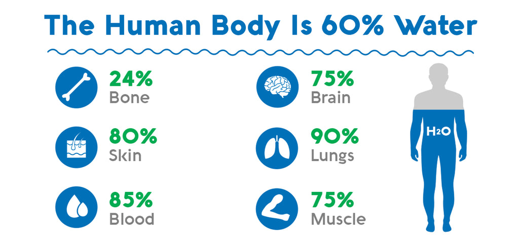 water in the human body