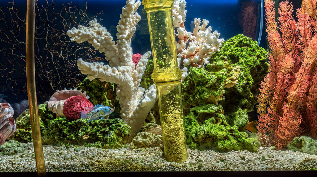 aquarium siphon