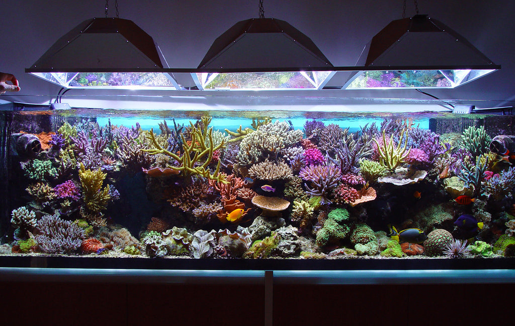 Why You Should Water Your Aquarium – Fresh Water Systems