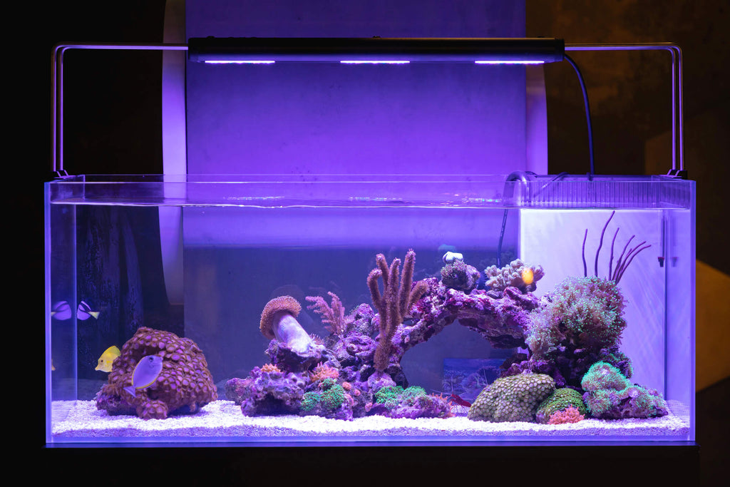 coral fish tank