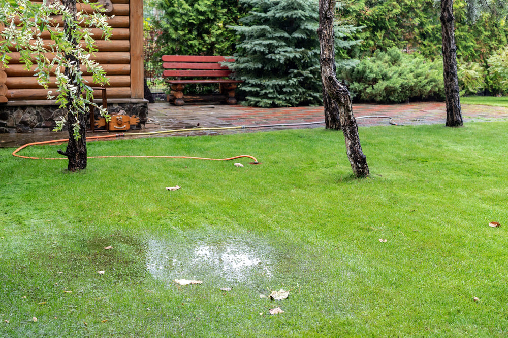 overwatered lawn