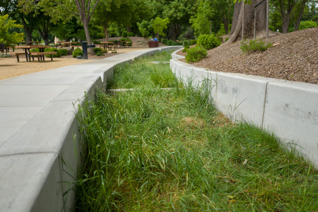 rain garden