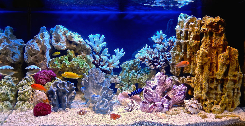vibrant fish tank