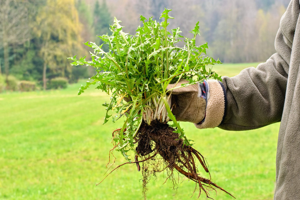 weeds with root system