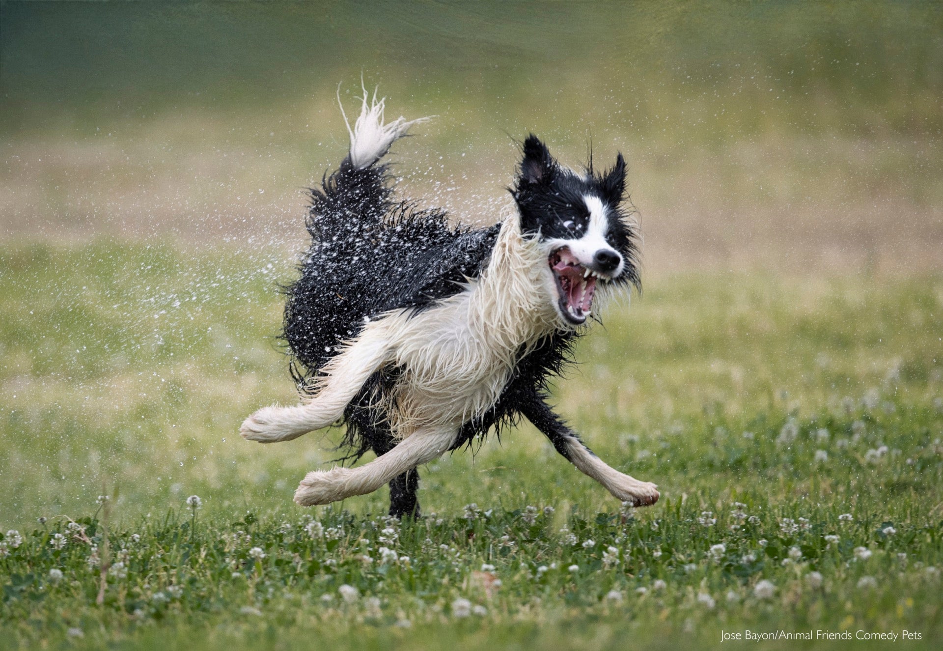 Foto de comedia de perro mojado.