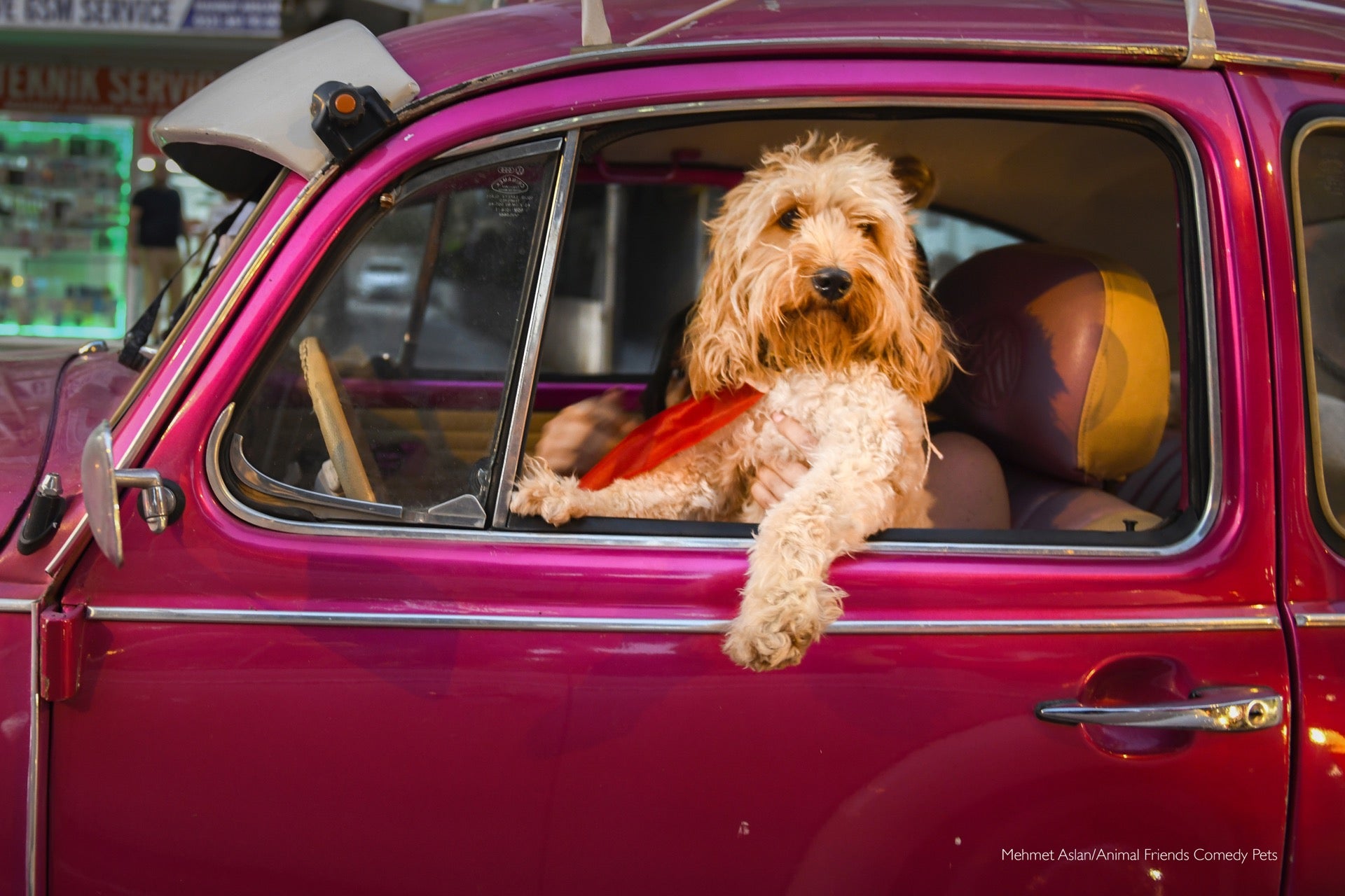 Dog leaning out of car window