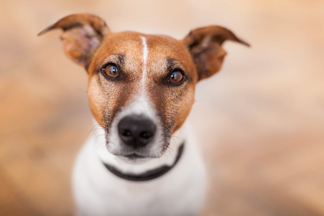 Dog face with small DOF