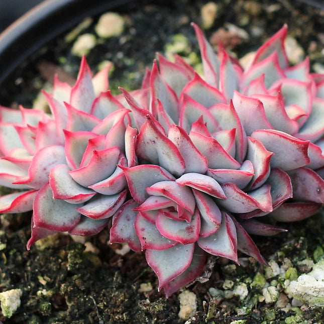 PRESALE Echeveria Esther – Cedar Creek Farmhouse