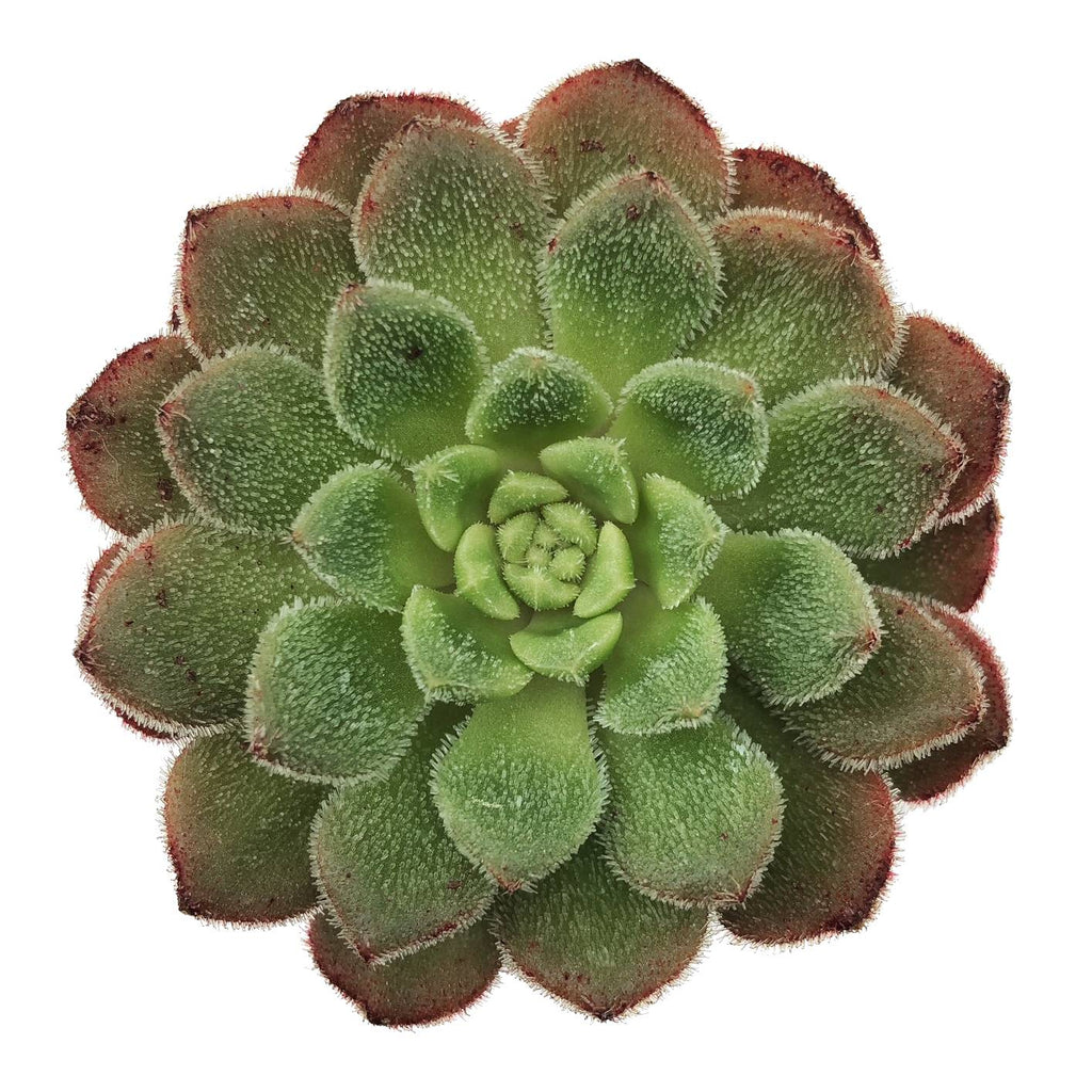 Echeveria Carol, (Exact Plant) – Cedar Creek Farmhouse