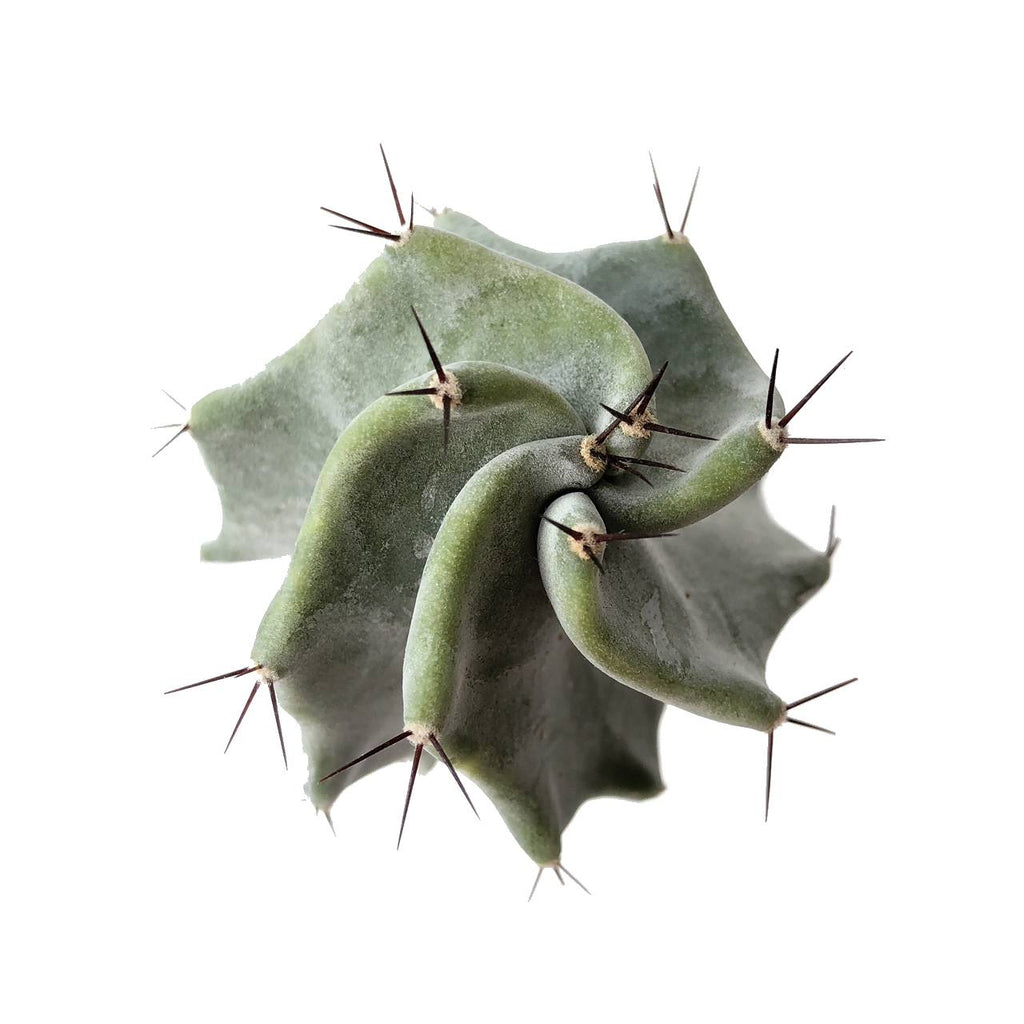 spiral cactus for sale australia