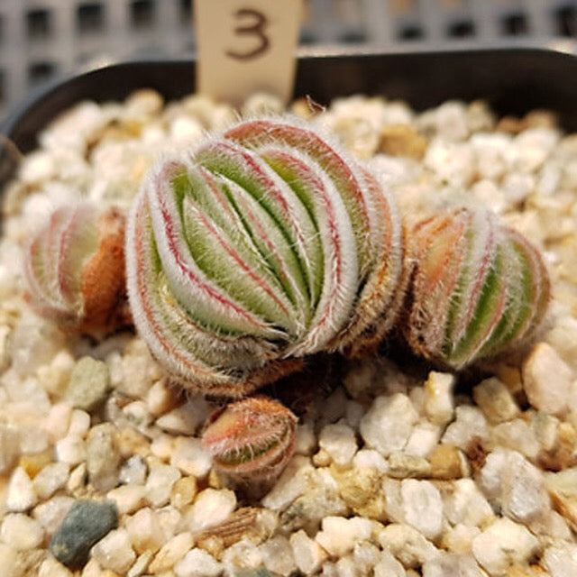 PRESALE Crassula Tomentosa var. Glabrifolia, (Random)
