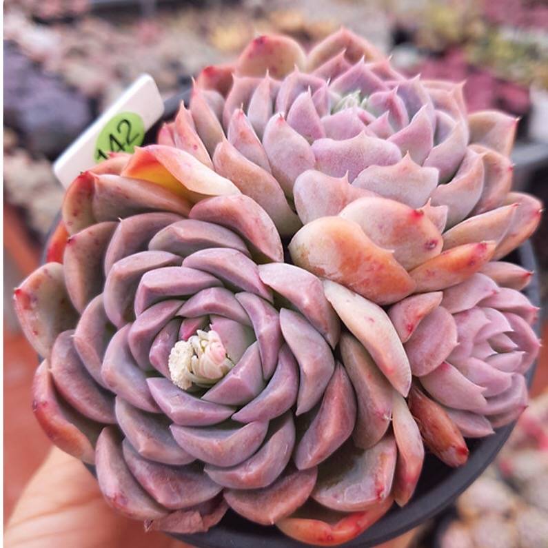 PRESALE Echeveria Primera Cluster, (Not so Random) – Cedar Creek Farmhouse