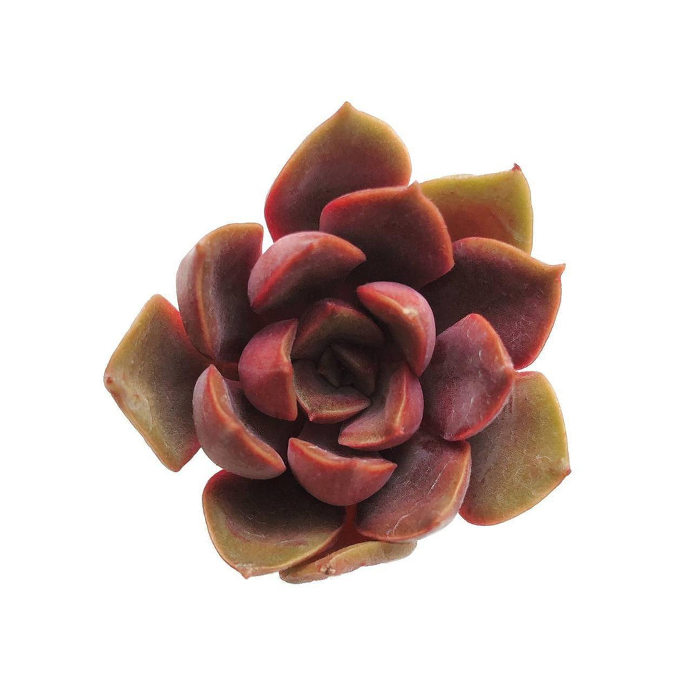 SPECIAL!! JUST CART! Echeveria Horizon, (Not so Random) – Cedar Creek ...