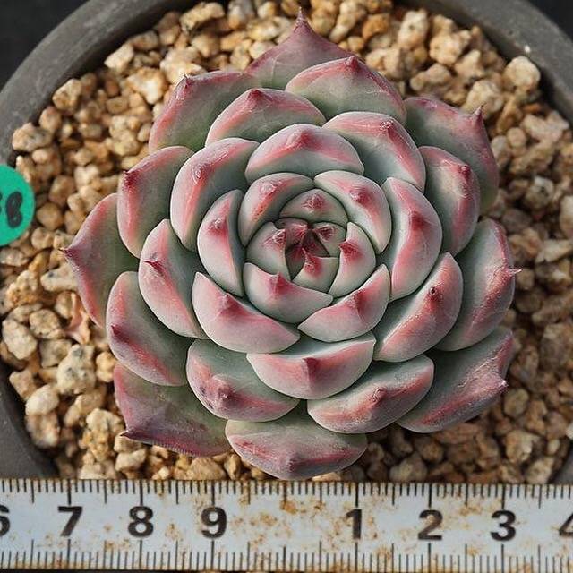 Echeveria Pavli, (Not so Random) – Cedar Creek Farmhouse