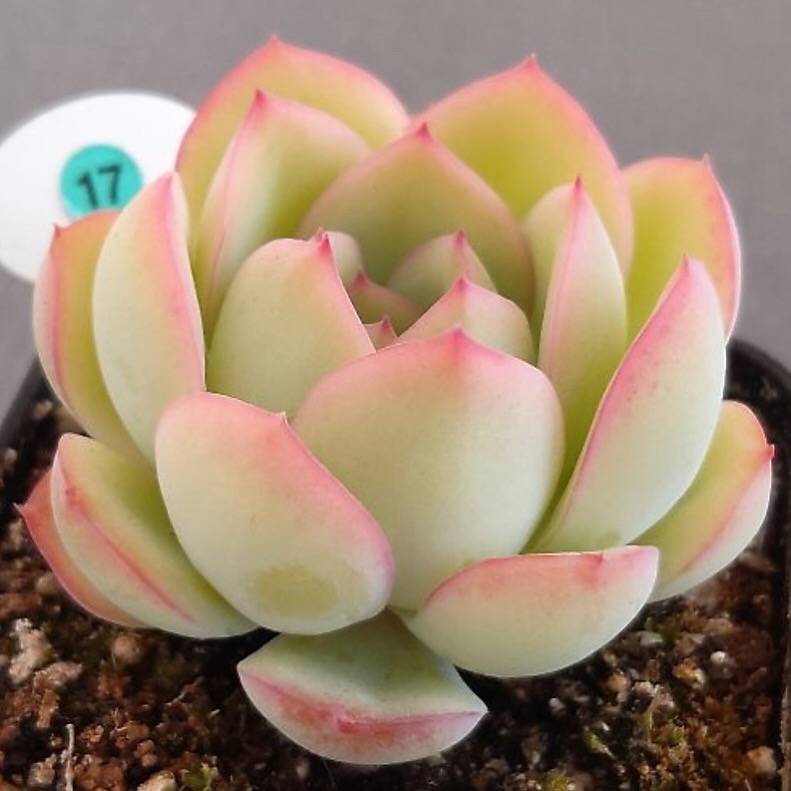 RESERVED FOR MAE- Echeveria Morning Dew (Ready to Ship) – Cedar Creek ...