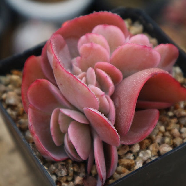 PRESALE Echeveria Angel Wings Cristata, (Not so Random) – Cedar Creek ...