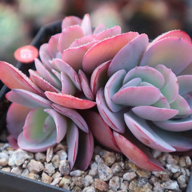 PRESALE Echeveria Angel Wings, Cristata, (Not so Random) – Cedar Creek ...