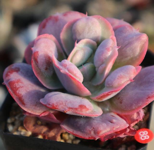 PRESALE Echeveria Hearts Delight, (Random) – Cedar Creek Farmhouse