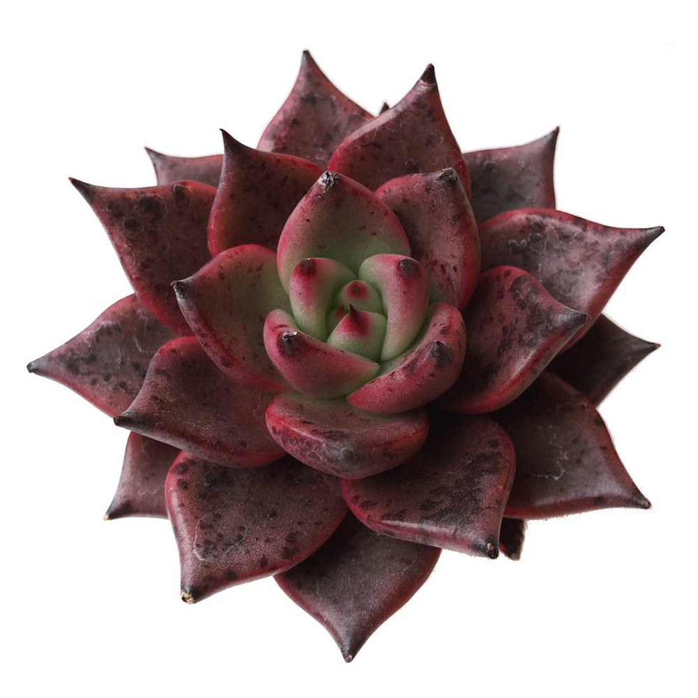 Echeveria Agavoides Ebony – Cedar Creek Farmhouse