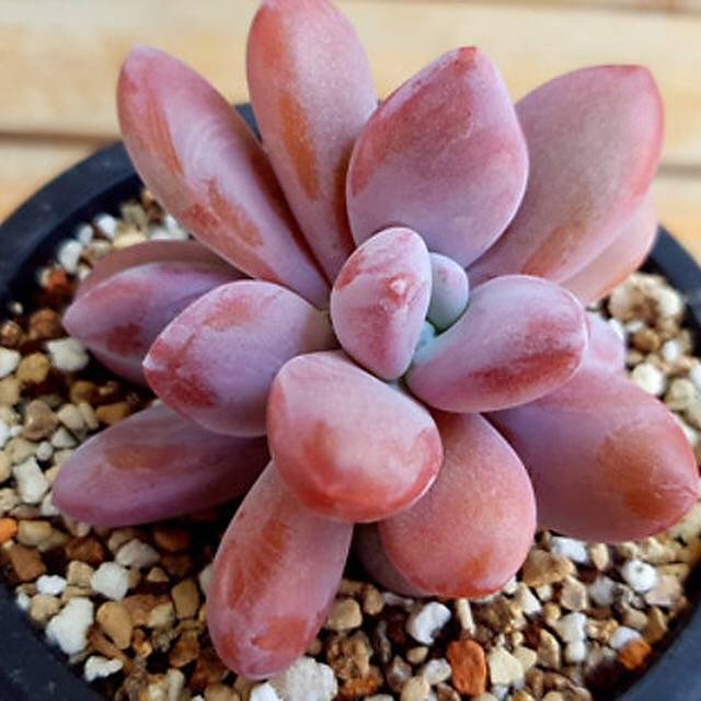 SPECIAL!! JUST CART! PRESALE Echeveria Raon, Double, (Not So Random)
