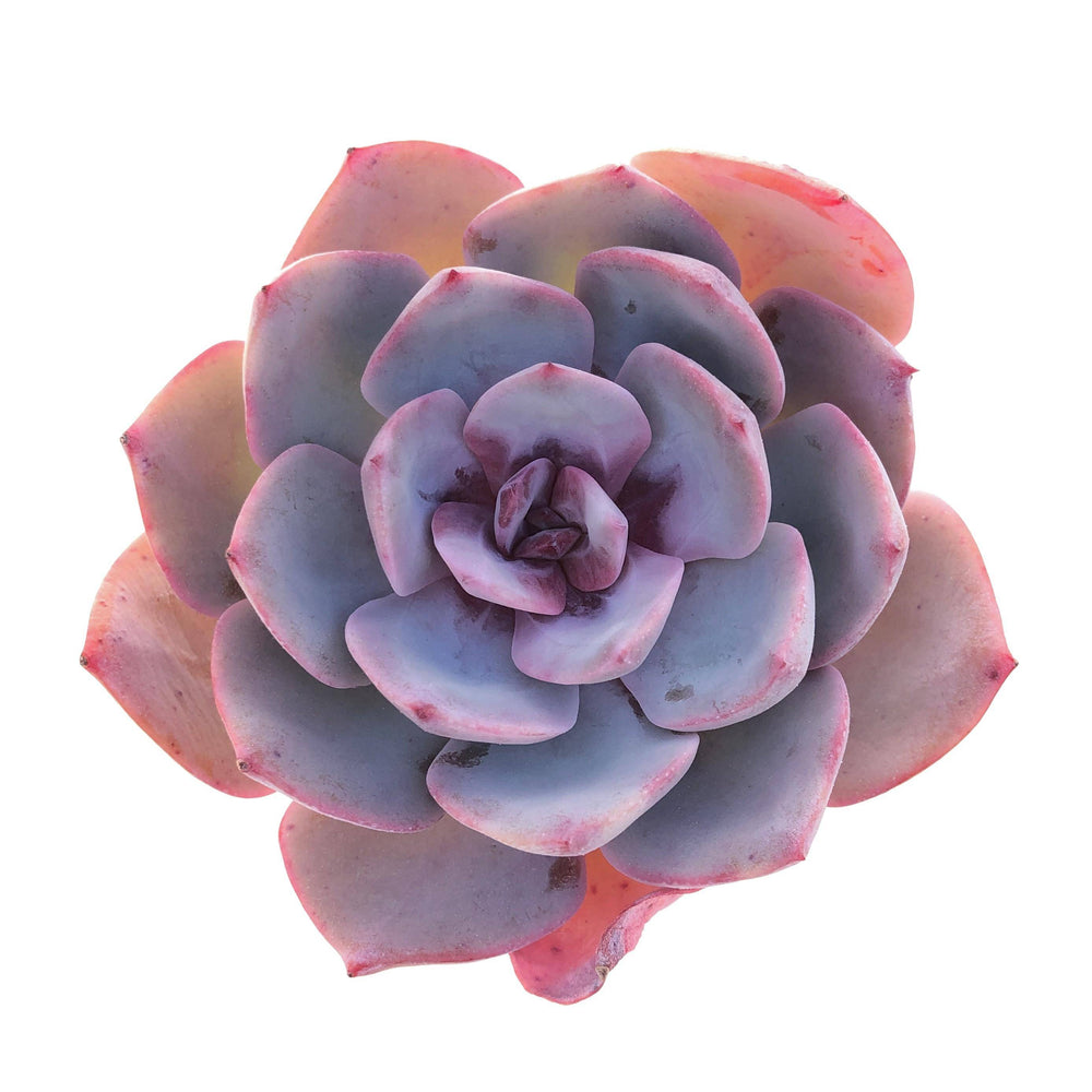 Echeveria White Cassyz