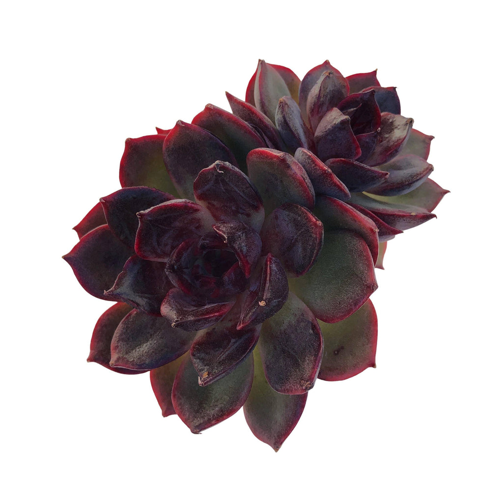 Echeveria Black Rose, Hybrid – Cedar Creek Farmhouse