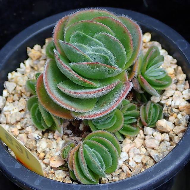 PRESALE Crassula Tomentosa, (Not so Random)
