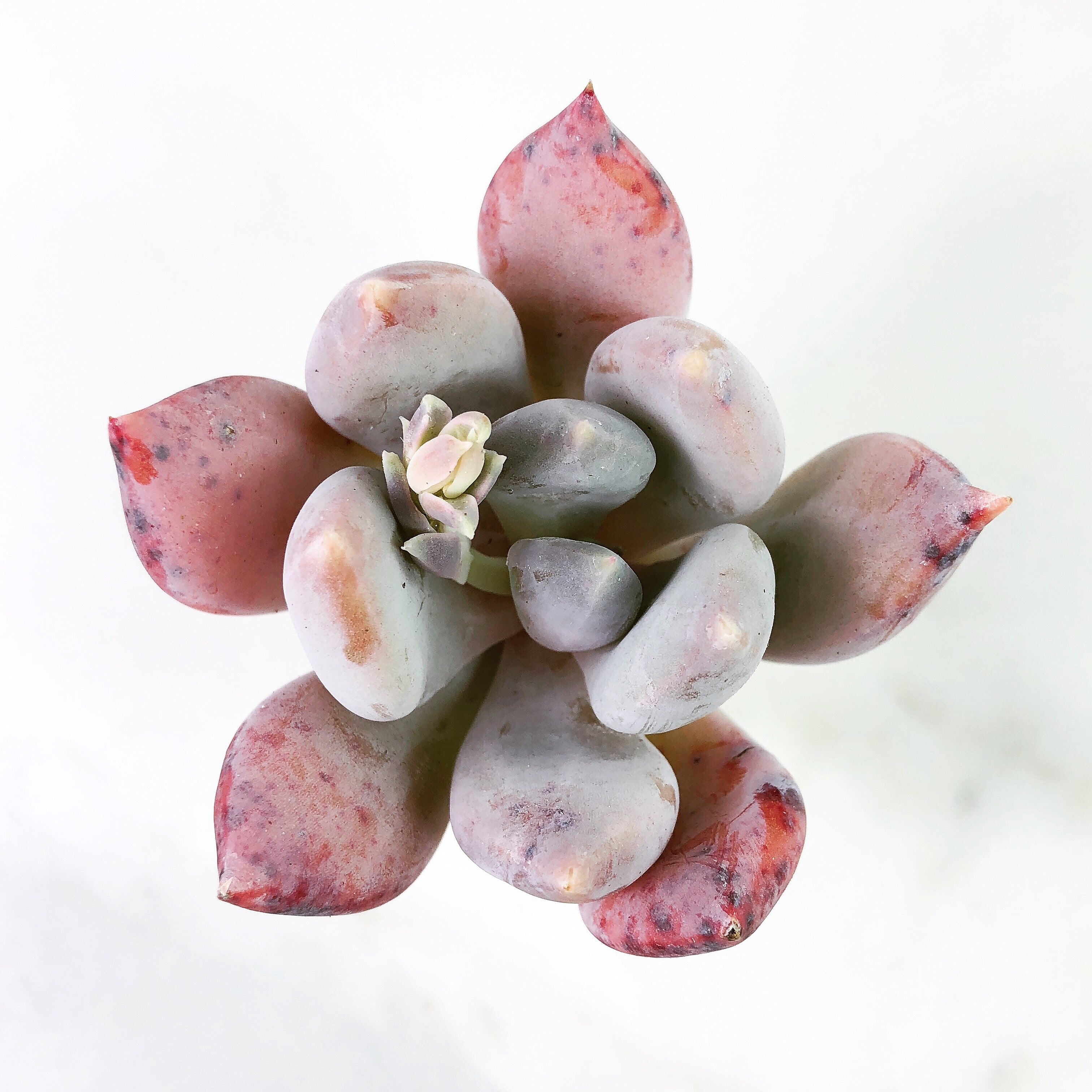 Echeveria 'Snow Queen' – Cedar Creek Farmhouse