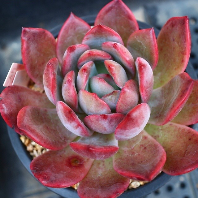 Echeveria Glam Pink – Cedar Creek Farmhouse