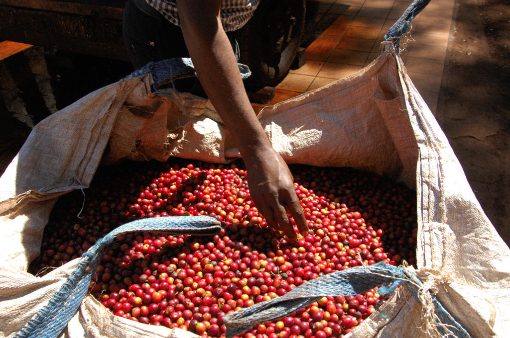 Peaberry Coffee cherries