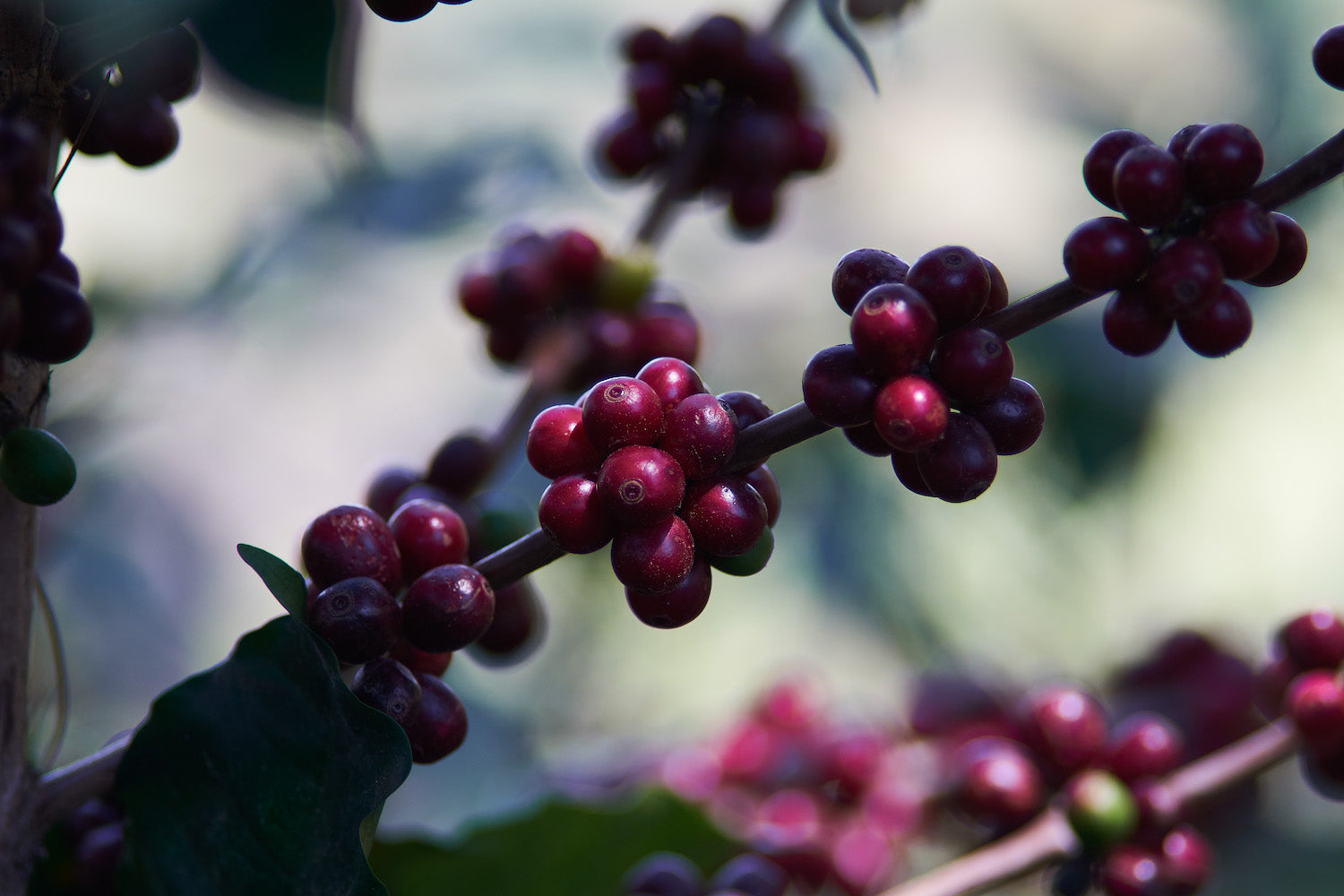 Honduras Finca las Flores coffee cherries