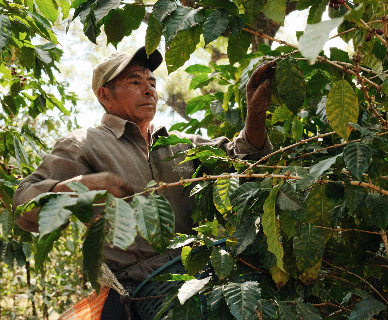 Coffee picking producer Guatemala microlot