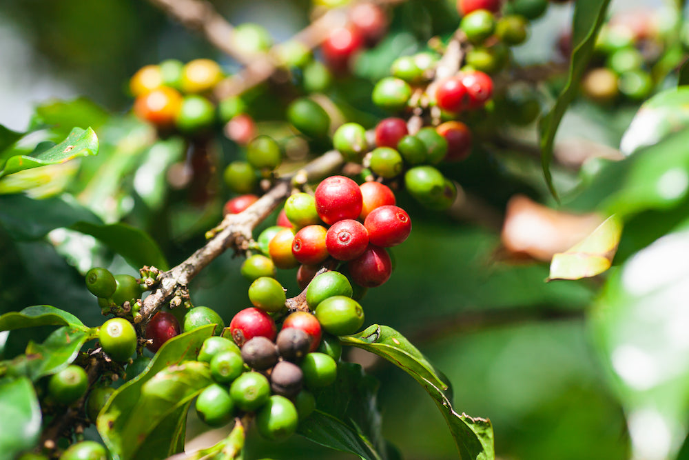 Fairtrade coffee cherries plantation coffee tree