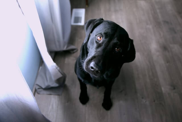 A dog sitting indoors eager to play indoor activities for dogs