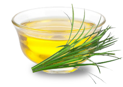 lemongrass bunch and oil in a clear glass bowl