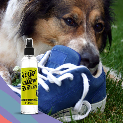 A dog chewing on a shoe with STOP The Chew spray in the foreground