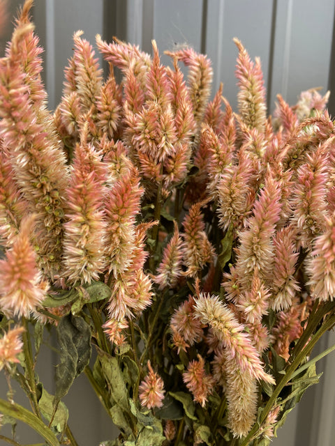 Dried Pink Larkspur – FlowerFantaSee