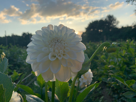 Dahlia Black Satin from Sunny Meadows – Sunny Meadows Flower Farm