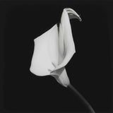 Alismatales black white photograph art  |  Anthurium flower monochrome plant #1003-149