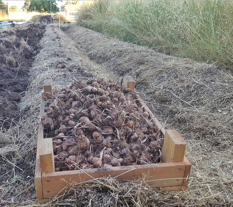 digging out the corms
