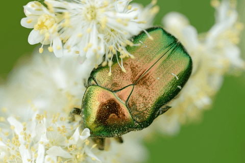 Iridescent Beetle Nacre Watches