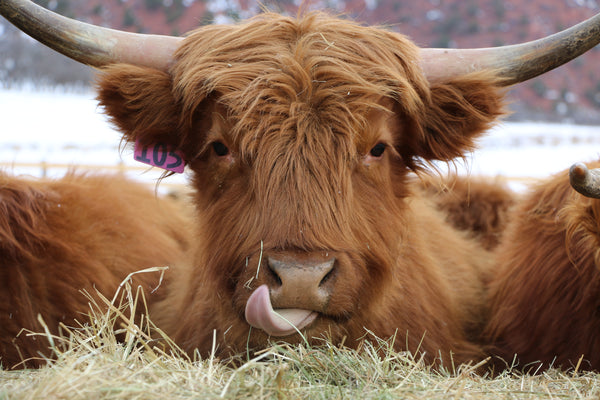 American Highland Cattle - Strong and Full of Character – Mountain Primal  Meat Co.