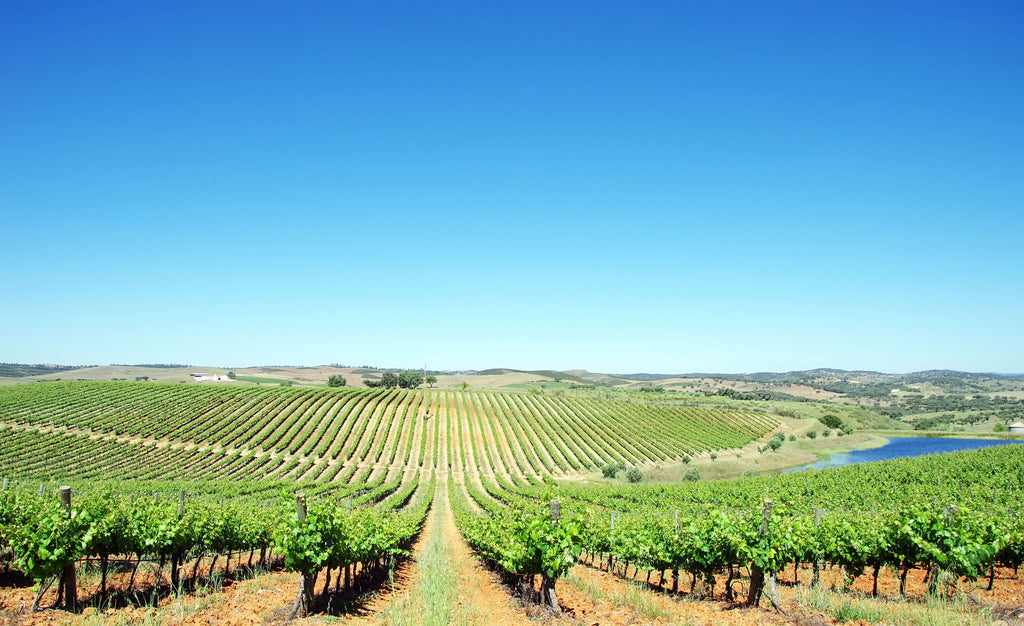 Vignobles de l'Alentejo - Portugal