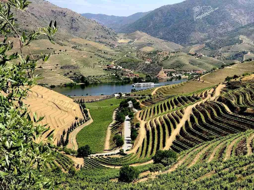 Vignobles du alto Douro - Portugal du nord