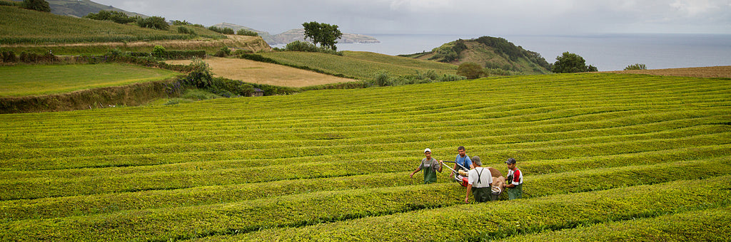 Thé des Açores
